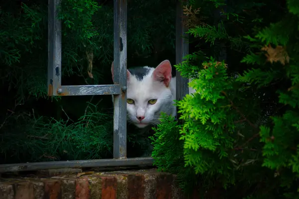 Çitin arkasından dışarıyı gözetleyen ve etrafı yabani otlarla çevrili bir sokak kedisi..