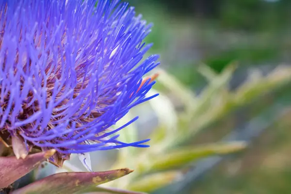 stock image Detail of a purple artichoke flower with out of focus background.