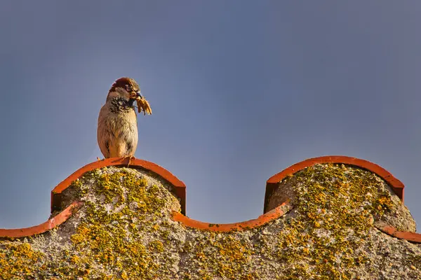 Bir serçe çatının saçaklarına tünemiş ve gagasında bir çekirge var..