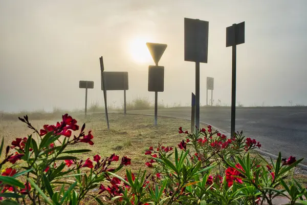 Gün doğumunda sisli bir manzara trafik işaretleri siluetleri ve önplanda pembe zakkum çiçekleri.