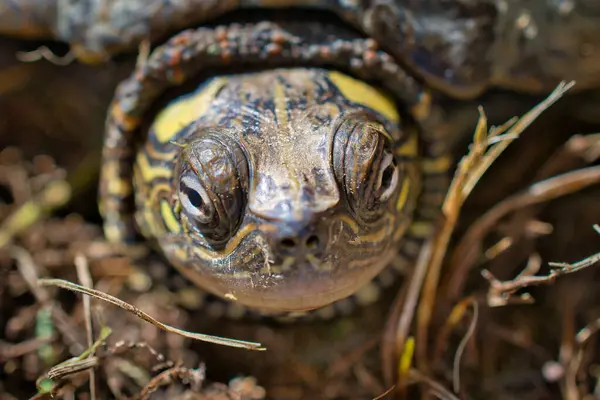 Kabuğundan dışarı bakan bir kaplumbağanın kafasının yakın çekimi..