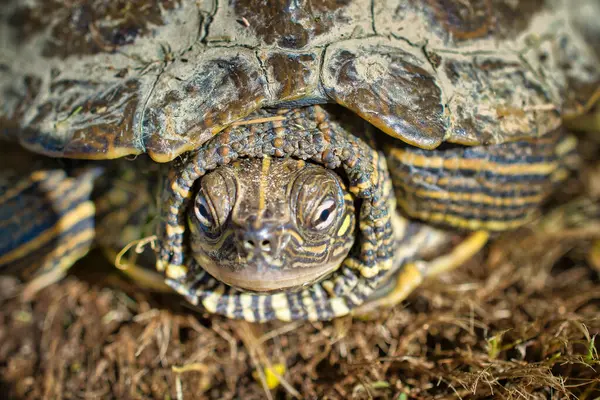 Kabuğundan dışarı bakan bir kaplumbağanın kafasının yakın çekimi..