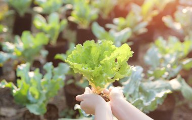 Çiftçiler organik yeşil salata sebzelerini arsada tutarlar. Sağlıklı yeme konsepti, organik tarım konsepti, evde yiyecek yetiştirme, toksik olmayan gıdalar, gıda sürdürülebilirliği,