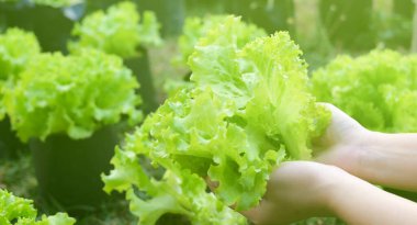 Sağlıklı beslenme konsepti, organik tarım konsepti, çiftçilerin elinde organik yeşil salata sebzeleri var. Evde sebze yetiştirmek, toksik olmayan gıdalar, sürdürülebilirlik,