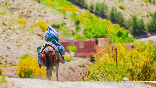 Марокканський Кінь Їде Горах Атлас — стокове фото