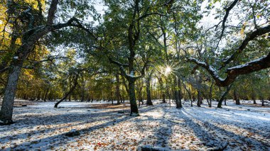 Fas 'ın Ifrane şehrinde güneş ışınları, kar, gölgeler ve ağaçlar