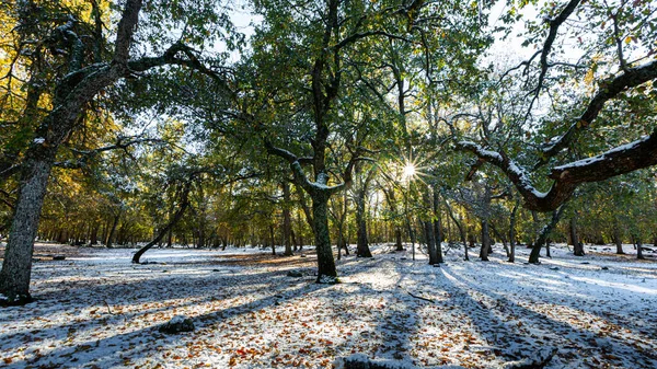 Fas 'ın Ifrane şehrinde güneş ışınları, kar, gölgeler ve ağaçlar