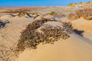 Çölde kumla kaplı bir çim topu.