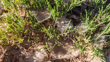 Fas çölünde yeşil otlar.