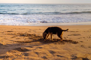 Fas sahilinde kumda yürüyen bir köpek.