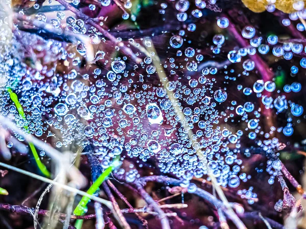 Natural Water Drops Spider Web — Stock Photo, Image