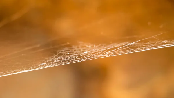 Φυσική Αράχνη Στη Μέση Του Πουθενά — Φωτογραφία Αρχείου