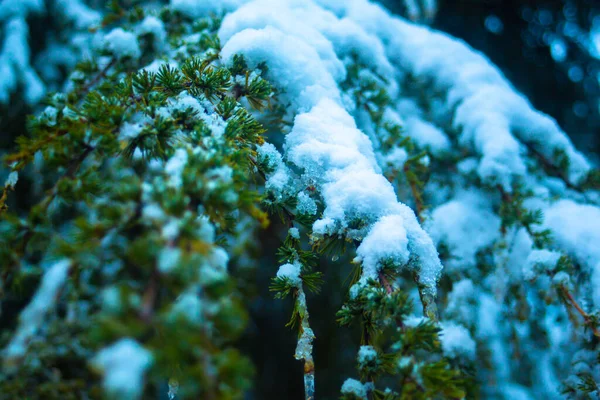 Кедровый Лист Покрытый Снежинками — стоковое фото