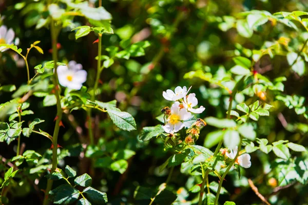Két Katicabogár Egy Fehér Virágon — Stock Fotó