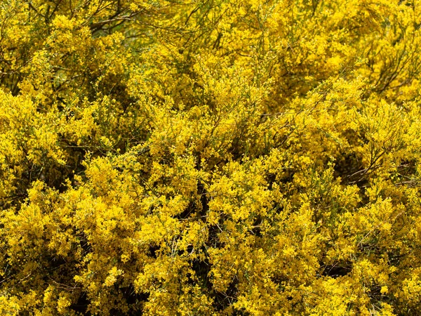 Žluté Listy Stromě Imlil Maroku — Stock fotografie