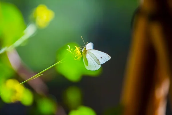 一只美丽的白色蝴蝶在黄色的花朵上 有着绿色模糊的自然背景 — 图库照片