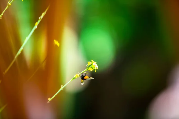 Красивая Пчела Желтом Цветке Зеленым Размытым Естественным Фоном — стоковое фото