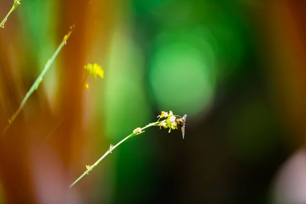 Красивая Пчела Желтом Цветке Зеленым Размытым Естественным Фоном — стоковое фото