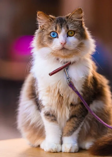 Piękny Kot Domowy Kompletną Heterochromią Niebieskie Brązowe Oczy — Zdjęcie stockowe