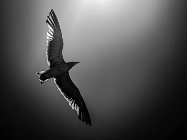 Seagull Showing Her Beautiful Wings Black White — Stock Photo, Image
