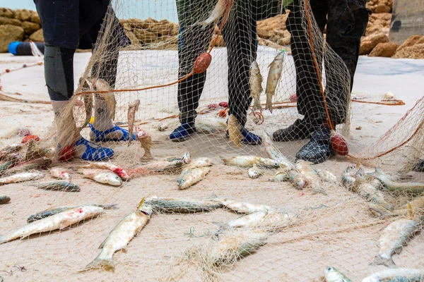 モロッコのダクラビーチで捕獲された魚でいっぱいの網を収穫する漁師 — ストック写真