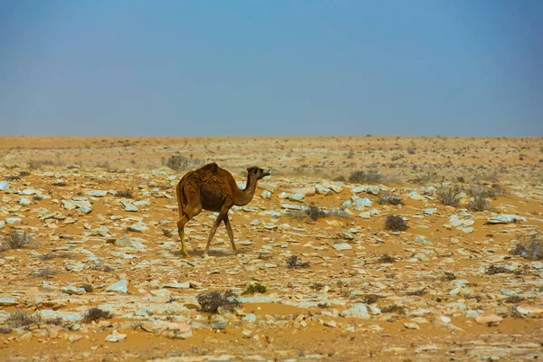 Καμήλα Στην Έρημο Της Μαροκινής Σαχάρας — Φωτογραφία Αρχείου