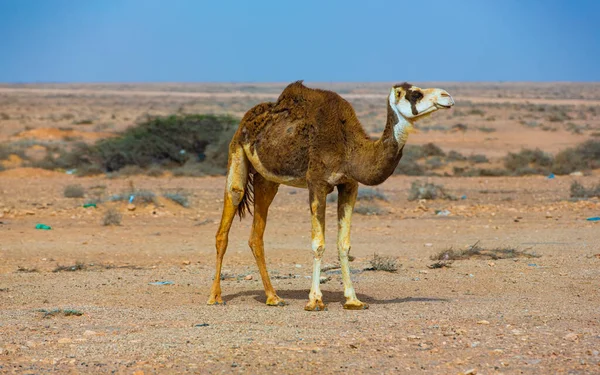 Верблюд Пустелі Марокко Сахара — стокове фото