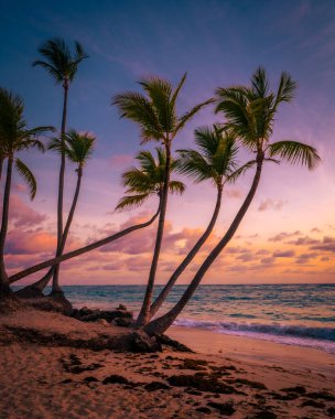 Palmiye ağaçları ve renkli günbatımı gökyüzü, Bavaro Sahili, Punta Cana, Dominik Cumhuriyeti. Fotoğraf Nisan 2022 'de çekildi..