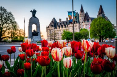 Elgin Caddesi 'ndeki Kanada Lale Festivali' nde Ulusal Savaş Anıtı ve Fairmont Şatosu Laurier arka planda Ottawa, Kanada. Fotoğraf Mayıs 2022 'de çekildi..