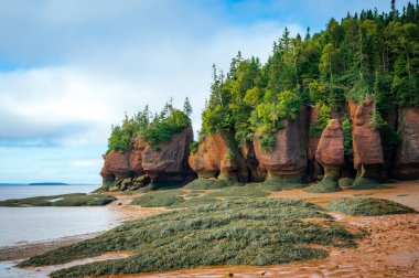 Sular çekildiğinde saksılar, Hopewell Kayalıkları İl Parkı, Fundy Körfezi, New Brunswick, Kanada. Fotoğraf Eylül 2023 'te çekildi..