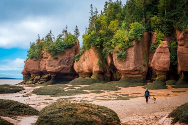 Girl walking her dog at low tide, Hopewell Rocks Provincial Park, Bay of Fundy, Hopewell Cape, New Brunswick, Canada. Photo taken in September 2023. clipart