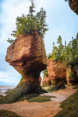 Sular çekildiğinde saksı, Fundy Körfezi, Hopewell Kayalıkları Provincial Park, Hopewell Cape, New Brunswick, Kanada. Fotoğraf Eylül 2023 'te çekildi..