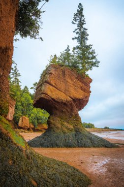 Sular çekildiğinde saksı, Fundy Körfezi, Hopewell Kayalıkları Provincial Park, Hopewell Cape, New Brunswick, Kanada. Fotoğraf Eylül 2023 'te çekildi..