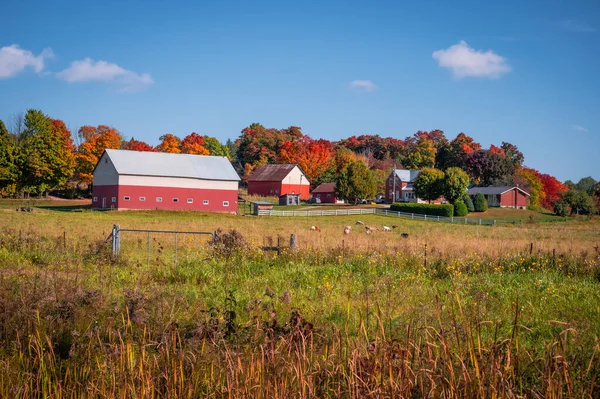 Brylee Çiftliği 'nde kırmızı ahırlar ve sonbahar boyunca hayvanlarla otlaklar, güz yaprakları, Thurso, Outaouais, Quebec, Kanada. Fotoğraf Ekim 2023 'te çekildi..