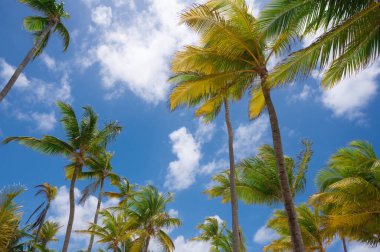 Bavaro Sahili 'nde hindistan cevizi palmiyesi ağaçları mavi gökyüzü ve bulutlarla güneşli güzel bir gün, Punta Cana, Dominik Cumhuriyeti, Karayipler. Fotoğraf Nisan 2022 'de Riu Palace Bavaro tatil köyünde çekildi..