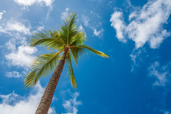 View from under one palm tree, looking at a beautiful vibrant blue sky with white clouds. Photo taken on Palm Beach, Noord, island of Aruba, Caribbean in February 2024.
