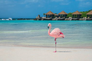 Beyaz kumlu plajda bir pembe flamingo. Arka planda Karayip Denizi, Flamingo Sahili, Rönesans Özel Adası, Aruba. Fotoğraf Şubat 2024 'te çekildi..