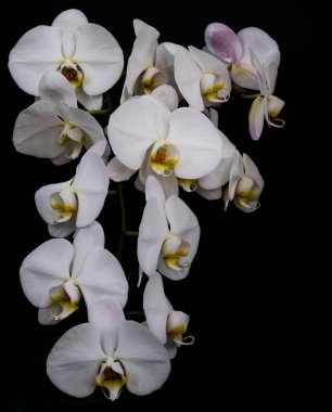 Güzel beyaz orkidelerden oluşan bir dala yakın çekim, çiçek açmış çiçekler, siyah bir arkaplanda izole edilmiş. Dikey fotoğraf Haziran 2024 'te Ottawa, Ontario, Kanada' da çekildi..