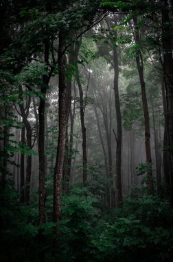 Şiddetli yağmur ve yemyeşil bitki örtüsü ardından karanlık sisli orman bulutları delip geçen ışık ve bulutlu gökyüzü, kasvetli ve dramatik manzara, Mont Rigaud dağı, Quebec, Kanada. Dikey fotoğraf Haziran 2024
