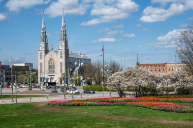 Kanada, Ottawa 'da canlı bir bahar sahnesi, parlak mavi gökyüzü altında Kanada lale Festivali sırasında renkli lale yataklarıyla tarihi Notre-Dame Katedrali Bazilikası yer alıyor.
