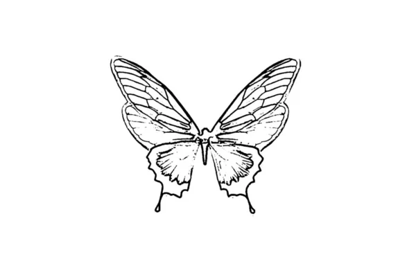 Schizzo Farfalla Bianco Nero — Foto Stock