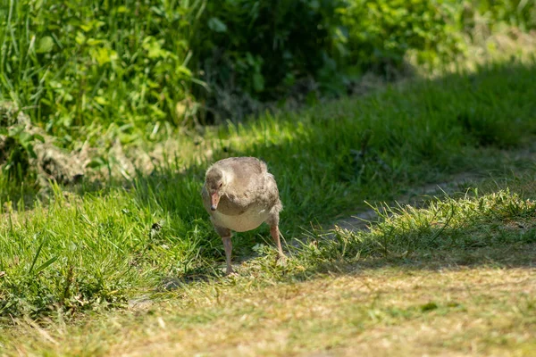 Little Goose Baby Road Fields — Stock Photo, Image