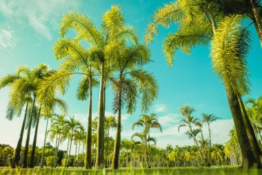Turkuaz bir gökyüzüne karşı palmiye ağaçları ve çalılarla park edin. Gök mavisi renginde düşük açıyla çekilmiş bir fotoğraf. Yaz tatili afişi. Egzotik ada doğa kavramı. Harita Prachan Baraj Parkı, Tayland