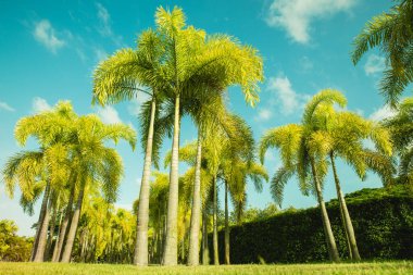 Beyaz bulutlu, turkuaz bir gökyüzüne karşı palmiye ağaçları olan bir çimenlik. Teal tonlu fotoğraf, alçak bir açıdan çekilmiş. Yaz tatili afişi. Egzotik ada doğa kavramı. Harita Prachan Baraj Parkı, Tayland
