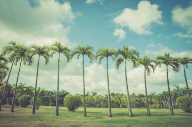 Palmiye ağaçları, çalılar ve çimlerle dolu bir park beyaz bulutlu, gök mavisi bir gökyüzüne karşı. Yazın seyahat afişi ve metin için fotokopi alanı. Egzotik ada doğa kavramı. Harita Prachan Baraj Parkı, Tayland