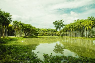 Palmiye ağaçları, ağaçlar, göl ve beyaz bulutlara karşı zambaklar olan bir park. Yazın seyahat afişi ve metin için fotokopi alanı. Egzotik orman doğası kavramı. Harita Prachan Baraj Parkı, Tayland