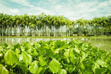 Park with lush palm trees and a green lake against a teal sky. Low angle shot taken from the height of lilies. Close up of lilies. Map Prachan Reservoir Park, Thailand clipart