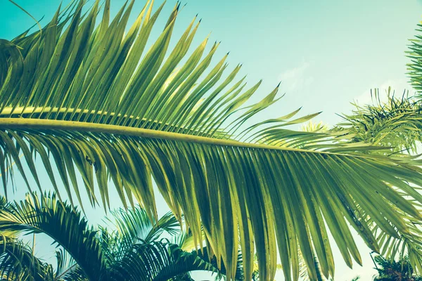 Palmová Větev Proti Tyrkysové Obloze Osvětlené Slunečním Světlem Zelená Modrá — Stock fotografie