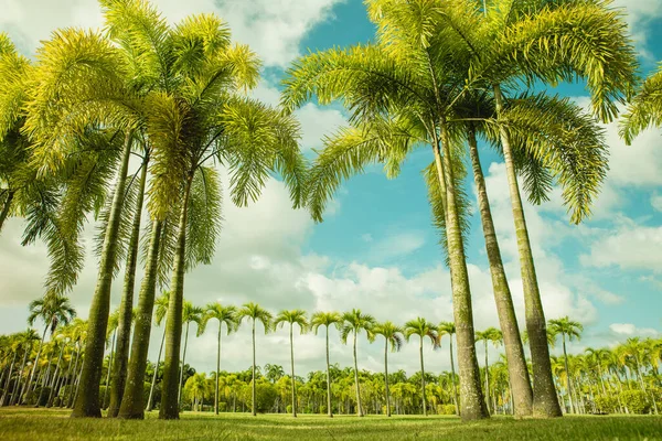 Palmiye Ağaçları Çimlerle Birlikte Beyaz Bulutlu Turkuaz Bir Gökyüzüne Park — Stok fotoğraf