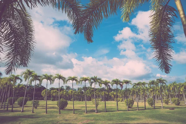 Park Palmami Keři Trávníky Proti Modré Obloze Rámeček Zelených Palmových — Stock fotografie